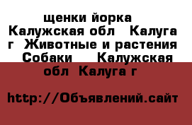 щенки йорка - Калужская обл., Калуга г. Животные и растения » Собаки   . Калужская обл.,Калуга г.